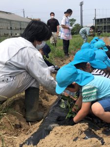 園児に芋苗植えを教える青年部員(5月26日)