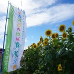 開花し始めたひまわり