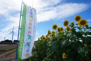 開花し始めたひまわり