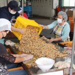初出荷となったゆでピーを選別(８月17日）