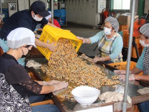 初出荷となったゆでピーを選別(８月17日）