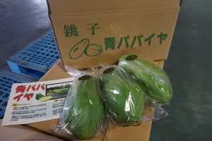 初出荷となった青パパイヤ（8月28日）