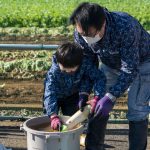 大きな大根の泥を落とす親子(11月27日）