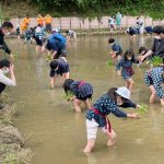 田植えを楽しむ親子連れ(5月2日）