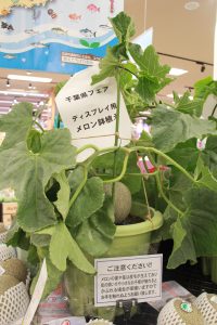 メロンの鉢植え