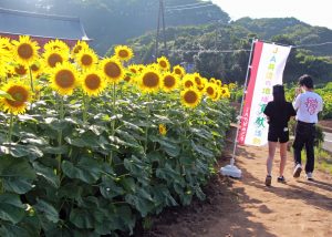 ヒマワリ畑を楽しむ来場者（8月8日）