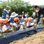 サツマイモの苗植えに挑戦する児童（5月15日）