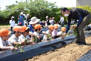 サツマイモの苗植えに挑戦する児童（5月15日）
