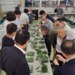 出荷規格を確認する生産者ら（5月20日）